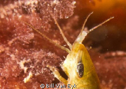 Small marine insect - can anybody ID? Image taken about 1... by Bill Van Eyk 